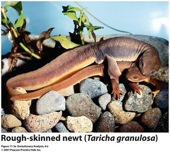 Rough-skinned newt (Taricha granulosa)