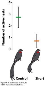 Body condition index vs. territory establishment in birds