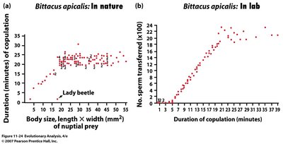 Number of active nests in control vs. short-tailed birds