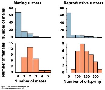 Histograms of mating and reproductive success in newts
