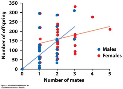 Scatterplot of number of mates vs. number of offspring in newts