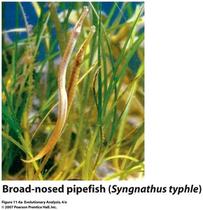 Broad-nosed pipefish (Syngnathus typhle)