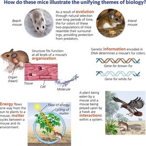 Illustration of unifying themes of biology with examples