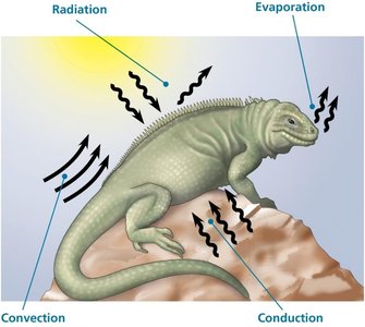 General Biology Study Guide: Animal Form & Function | Notes