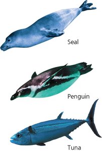 Convergent evolution in fast swimmers: seal, penguin, tuna