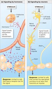 Signaling by hormones vs. signaling by neurons