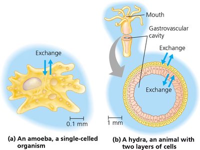Exchange in amoeba and hydra