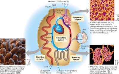 Internal exchange surfaces in complex animals