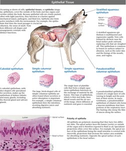Epithelial tissue types and functions