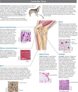 Connective tissue types and functions