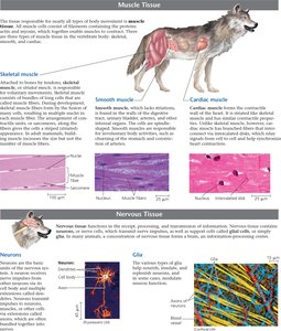 Muscle and nervous tissue types and functions