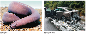 Photo of hagfish and hagfish slime