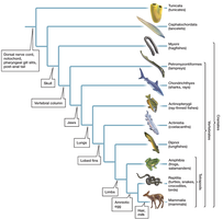 Chordate phylogenetic tree showing major groups and evolutionary traits