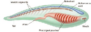 Diagram of a chordate showing muscle segments, notochord, hollow nerve cord, pharyngeal pouches, tail, and anus