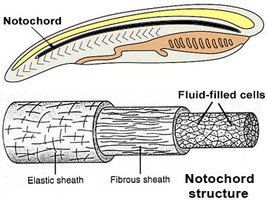 Diagram and structure of the notochord, showing elastic sheath, fibrous sheath, and fluid-filled cells
