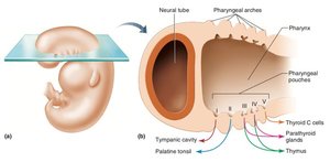 Diagram of human embryo pharyngeal arches and pouches