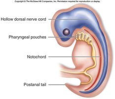 Diagram of a human embryo showing hollow dorsal nerve cord, pharyngeal pouches, notochord, and postanal tail