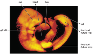 Human embryo showing gill slit, tail, limb buds, and internal organs