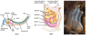 Diagram of tunicate larva and adult, and photo of sea squirt