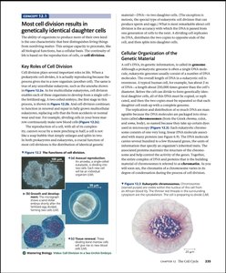 Microscope images of dividing cells and chromosomes