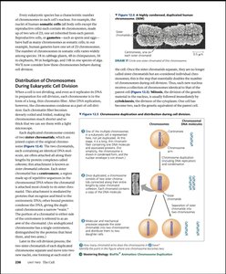 Diagram of chromosome duplication and distribution during cell division