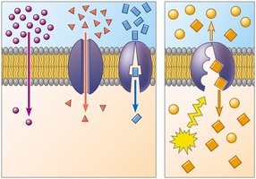 Diagram comparing simple diffusion, facilitated diffusion via channel protein, and facilitated diffusion via carrier protein.