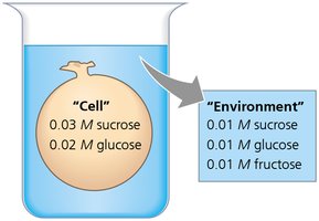 Diagram showing a cell in a beaker with different concentrations of sucrose, glucose, and fructose inside and outside.