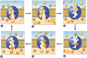Diagram of the sodium-potassium pump showing the steps of ion movement and ATP hydrolysis.