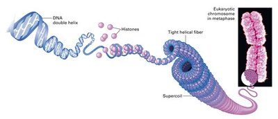 DNA double helix, histones, supercoiling, and eukaryotic chromosome in metaphase