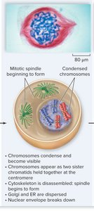 Prophase: condensed chromosomes, spindle formation