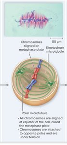 Metaphase: chromosomes aligned at metaphase plate