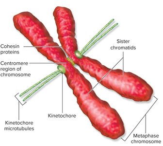 Metaphase: spindle fibers and chromosome alignment