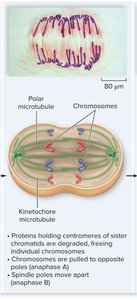Anaphase: sister chromatids separating to opposite poles