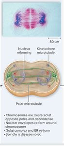 Telophase: nuclear envelope reforming, chromosomes decondensing