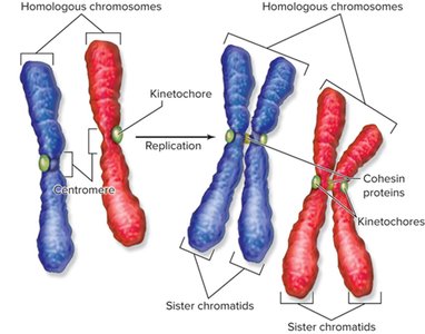 Homologous chromosomes, centromere, kinetochore, sister chromatids