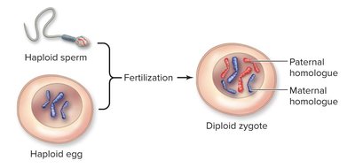 Fertilization: haploid sperm and egg forming diploid zygote