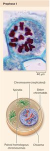 Crossing over between non-sister chromatids