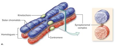 Synapsis: pairing of homologous chromosomes