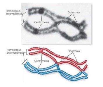 Chiasma: site of crossing over