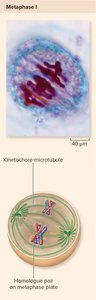 Metaphase I: homologous pairs aligned at metaphase plate