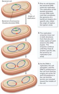 Steps of binary fission in a bacterial cell