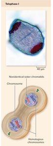 Telophase I: two haploid cells with non-identical chromatids