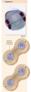 Stages of Meiosis II: separation of sister chromatids