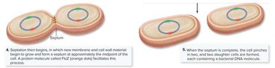 Septum formation and completion of binary fission