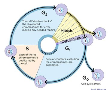 Diagram of the eukaryotic cell cycle