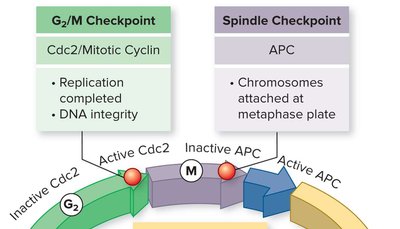 G2/M and spindle checkpoint control