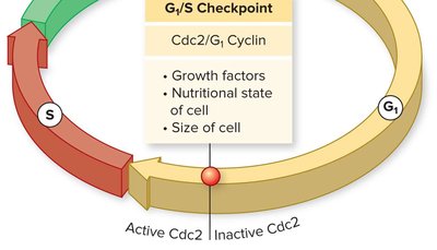 G1/S checkpoint control