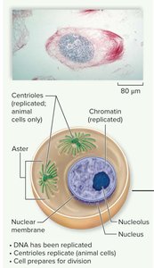 Interphase: cell with replicated DNA and organelles