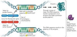 General Biology Study Guide: Mendel, Genes & Inheritance | Notes