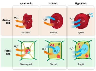 General Biology Study Guide: Membrane Structure & Transport | Notes